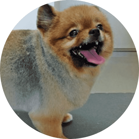 ポメラニアン
