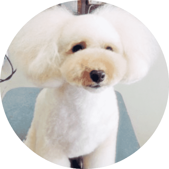 その他の犬種 カラーリング